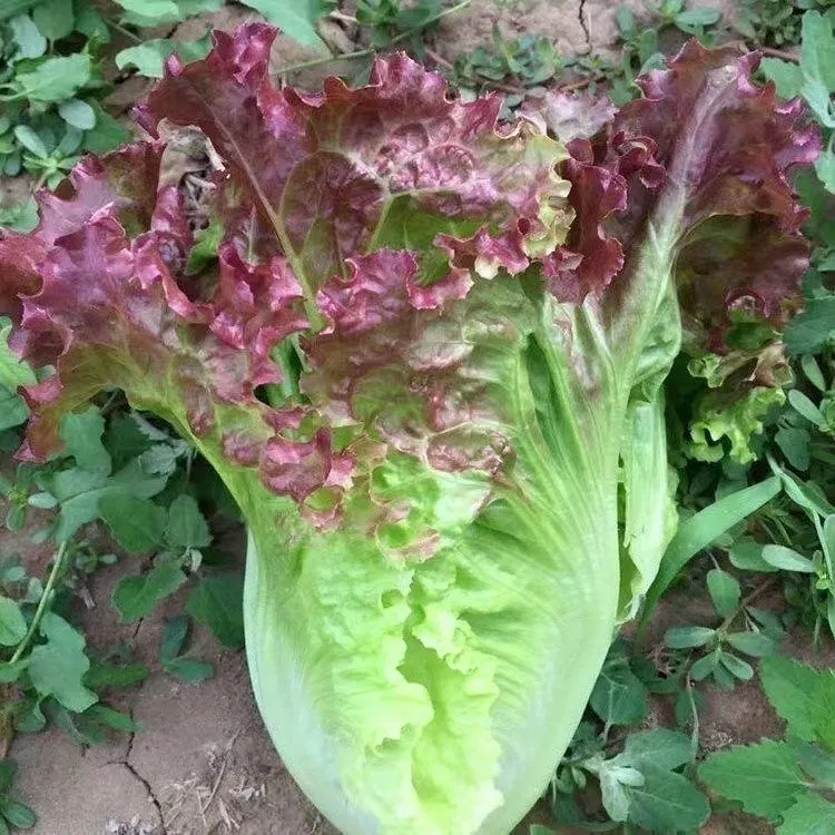 [紫色意大利生菜种子]蔬菜生菜种籽四季阳台春夏季生菜种子生吃商品图