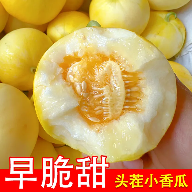 锦口香正宗头茬小蜜蜂甜瓜新鲜应季脆甜多汁当季水果