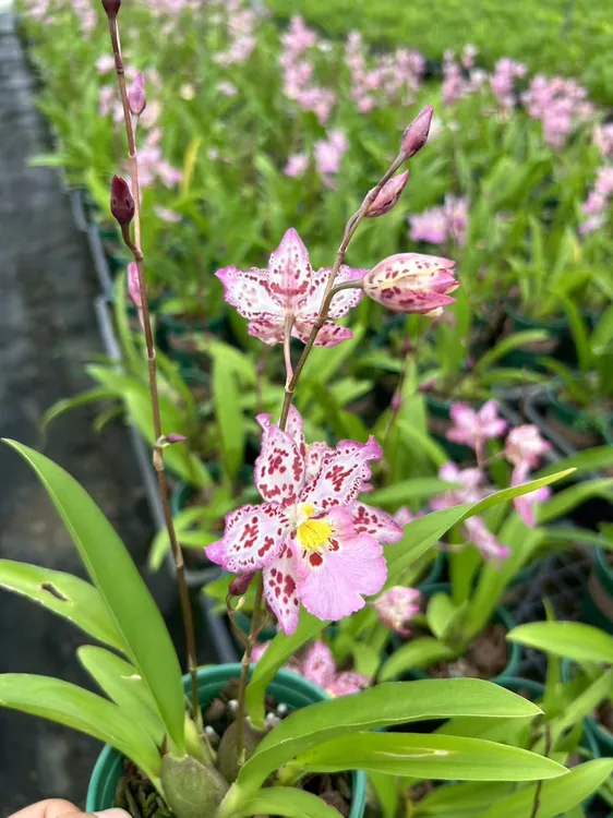 兰花 文心兰《豹斑宝石》 粉紫色花  原盆原土发货