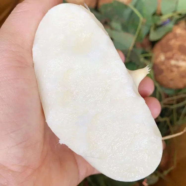 湖北新鲜现挖现发凉薯脆甜多汁无渣地萝卜可当水果生吃地瓜整箱