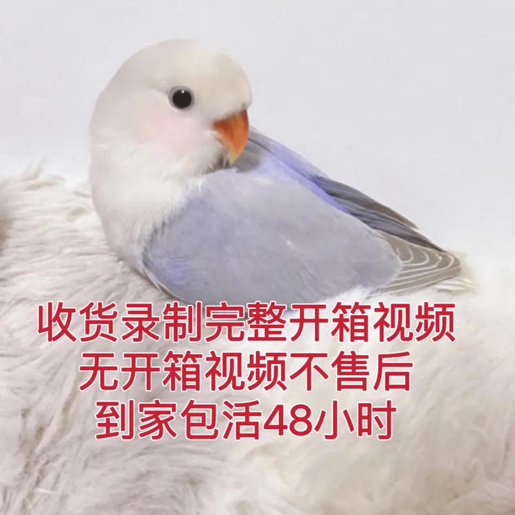 手养鹦鹉活体牡丹玄凤玄凤鹦鹉虎皮（私拍不发签收包活48小时）