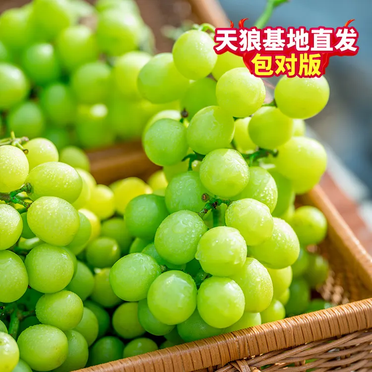 天狼葡萄盆栽苗 阳光玫瑰无核无籽寒香蜜巨峰大果等应季水果新疆