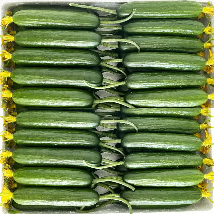 新鲜现摘水果小黄瓜嫩青瓜生吃蘸酱脆甜无刺小青瓜特级香脆