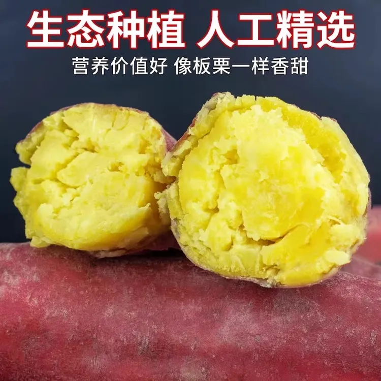 【坏果包赔】陕西正宗沙地板栗红薯软糯香甜干面现挖现发