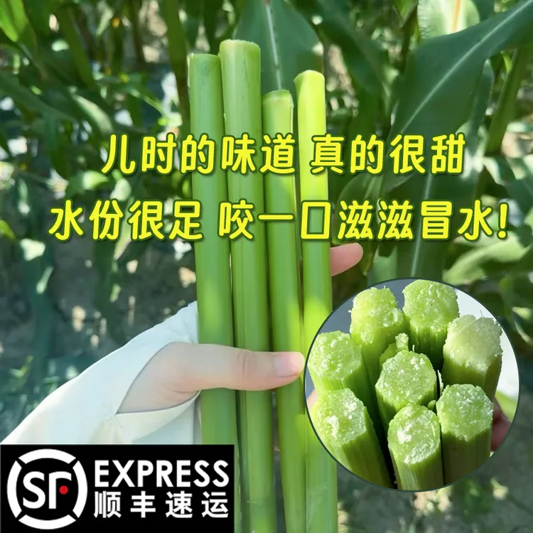 顺丰冷链崇明特产甘蔗甜高粱甜芦粟新鲜甜杆现砍现发当季水果