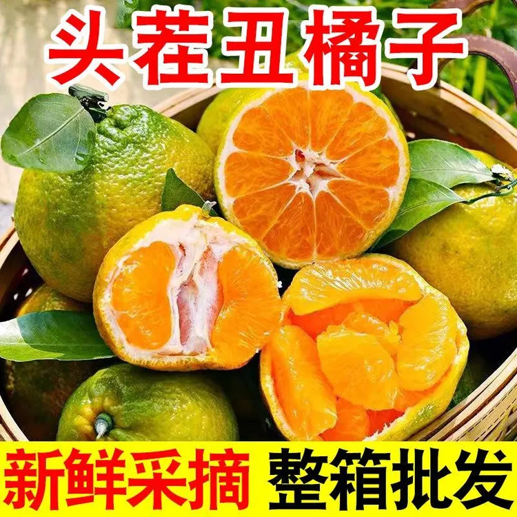 【头茬现摘】秦岭高山丑橘丑八怪桔子当季新鲜水果酸甜多汁青黄发货