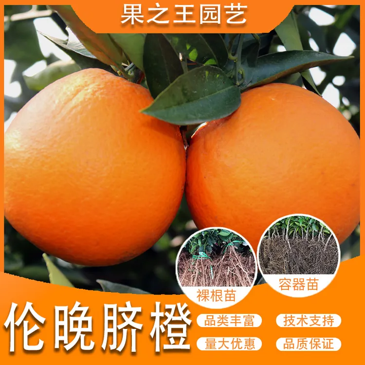 果之王【伦晚】盆栽地栽正宗嫁接无核晚熟产量高南北柑橘苗