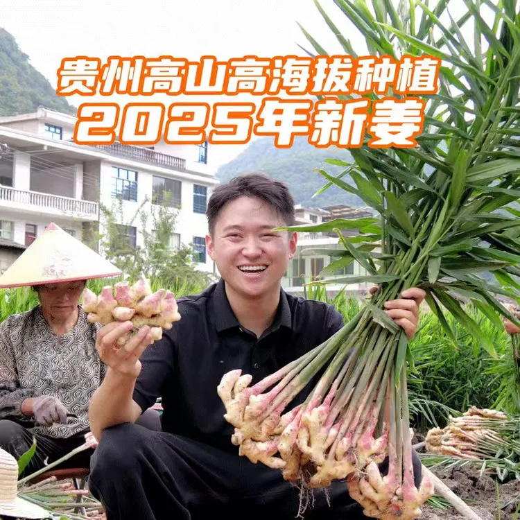 贵州现挖新鲜小黄姜生姜高山嫩姜土姜月子姜非云南小黄姜蔬菜现发