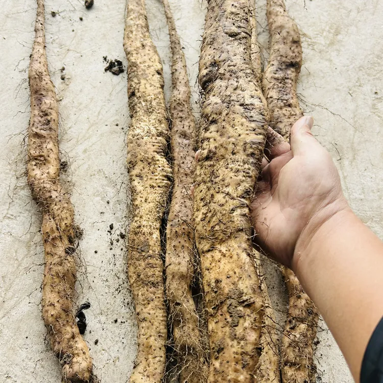 启东本地丑山药8斤装大果每天新鲜现挖、这个口感更细腻更糯。