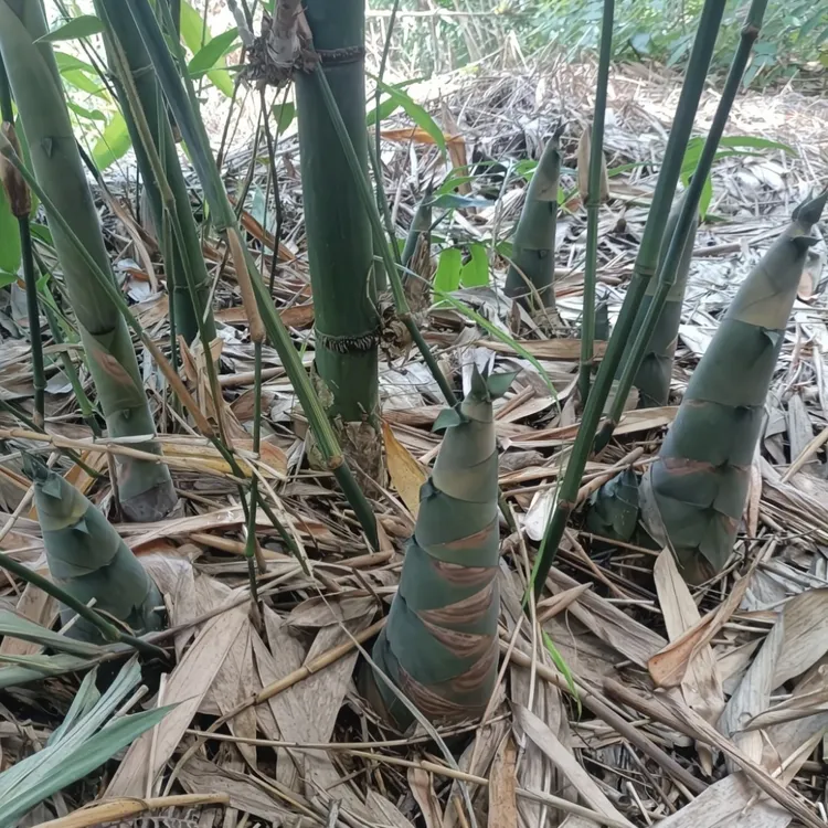 助农资中本地笋竹笋现挖鲜嫩爽脆可口