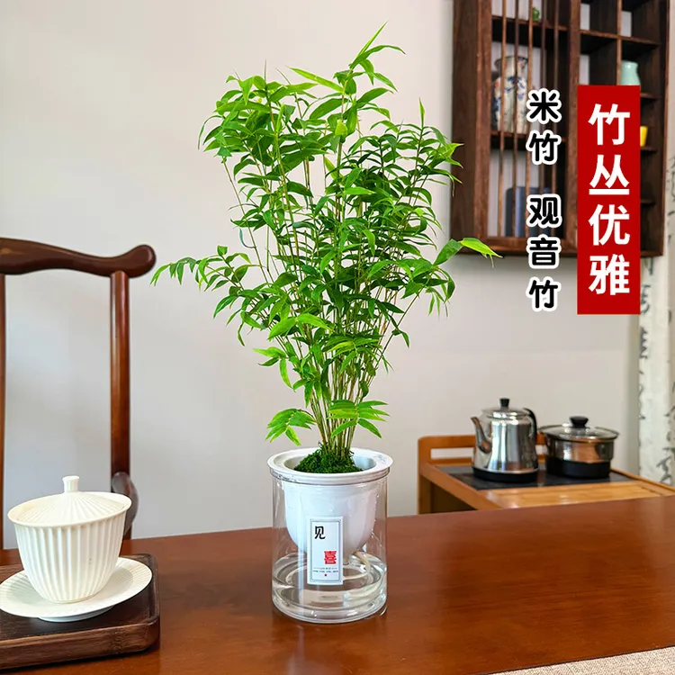 米竹盆栽观音竹室内客厅办公室好养禅意绿植花卉盆景茶桌摆件竹子商品图