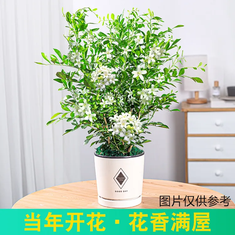 九里香花卉盆栽室内外阳台庭院四季常绿花开芳香浓郁美观客厅桌面