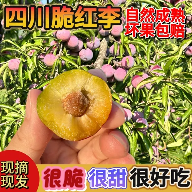 四川新鲜应季脱骨李小脆红李子脆甜多汁爽口现摘现发包邮
