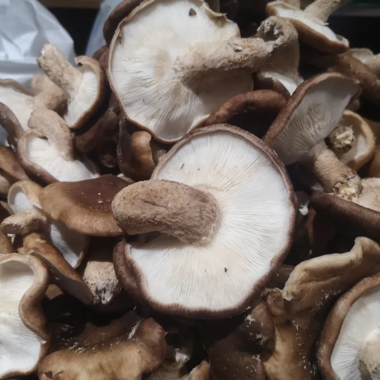 贵州桐梓黄莲高山林下马桑菌