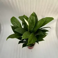 【刘专属】白掌一帆风顺净化空气