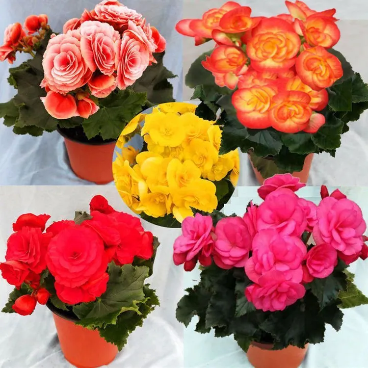 大花重瓣丽格海棠盆栽带花发货室内阳台好养易活花卉玫瑰玻璃海棠