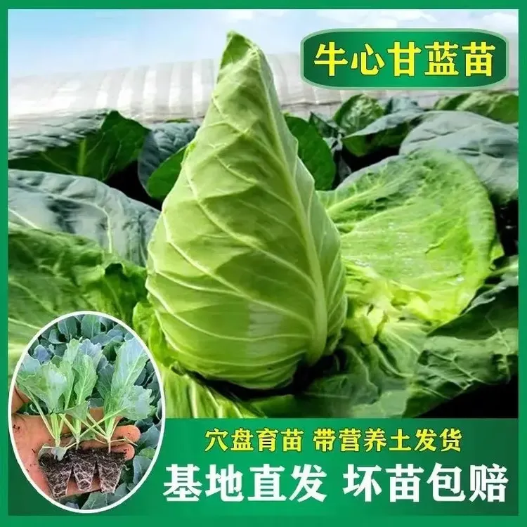 牛心甘蓝苗秧苗包菜卷心苗秋冬耐寒寿光蔬菜苗越冬早熟高产卷心菜