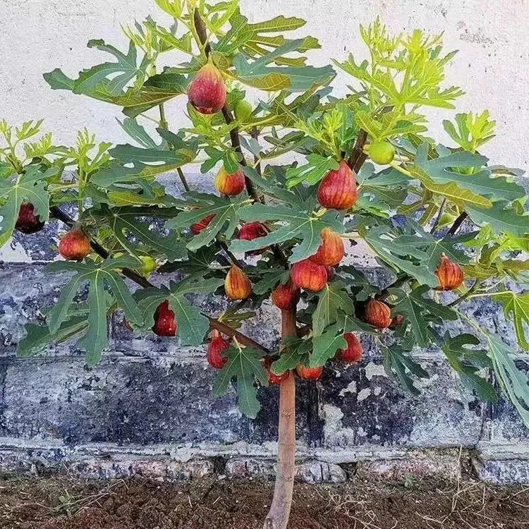 正宗无花果树苗品种齐全原盆原土带叶发货南方北方耐高温