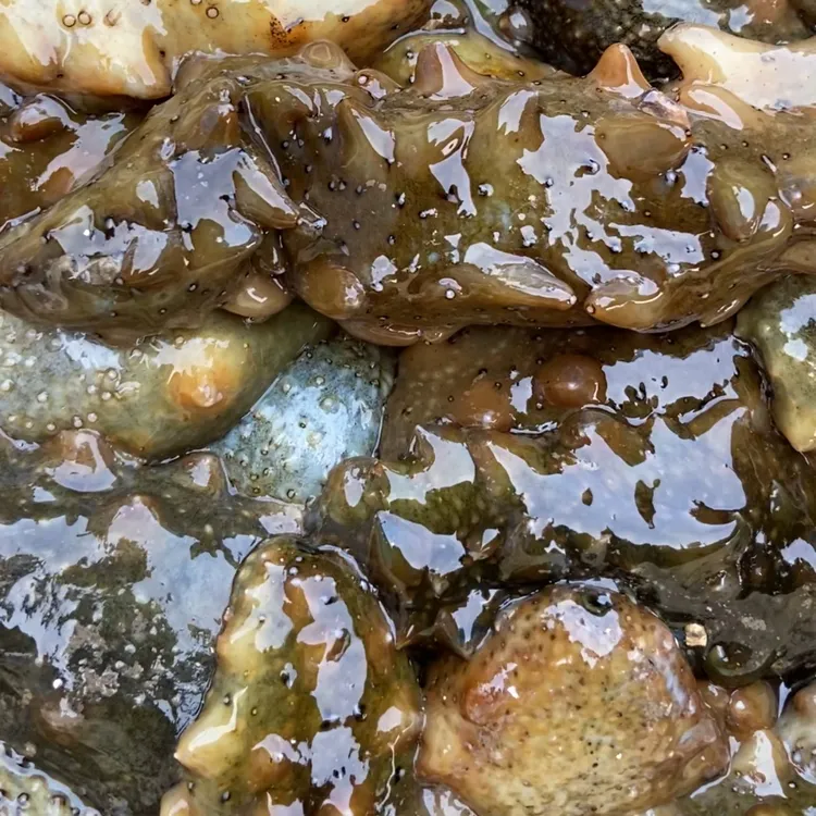 大连底播鲜活海参20斤送一斤（到手21斤）