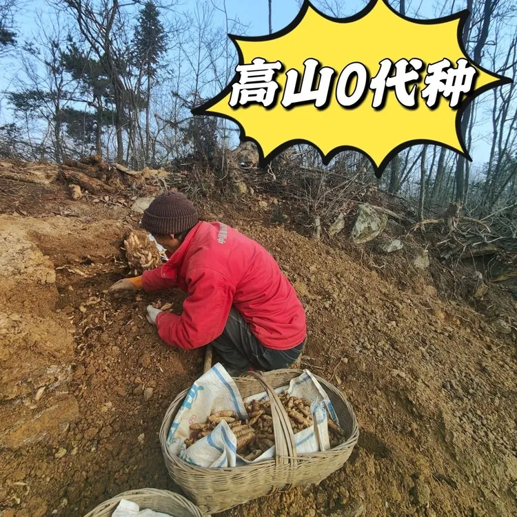 此链接仅供咨询天麻种子高海拔高产高发芽率耐寒耐热易种易活