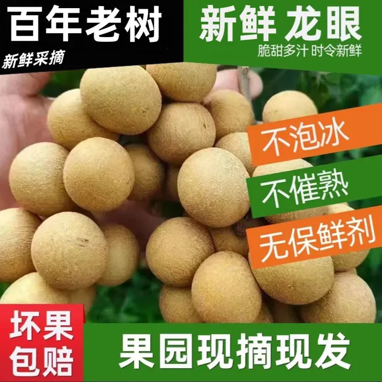 【顺丰+储良】龙眼新鲜采摘现摘现发当季清甜水果整箱5斤