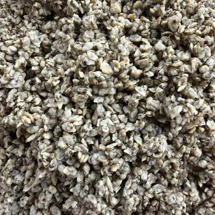 潮汕新鲜红肉米 老式手工红肉米