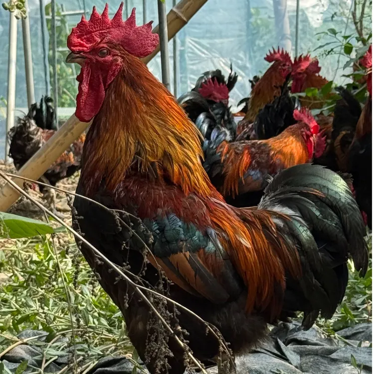 【顺丰包邮】窑鸡跑山土鸡林间散养公鸡现抓现称一年以上带内脏