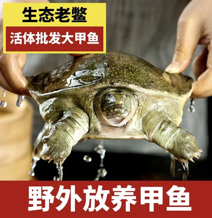 拍1只发3只 外塘甲鱼 共7-6斤生猛甲鱼中华鳖青背水鱼包活到家