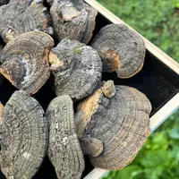 1【桑-黄】净含量：250g-1000g【小英现收】