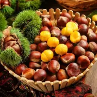山东沂蒙山大板栗精选超大果新鲜美味粉面香糯