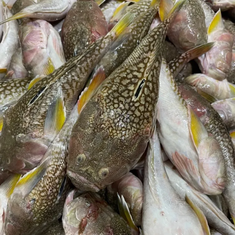 惠来神泉港口海鲜芦豚乖2-4条 铜罗乖鱼 煲汤奶白色汤汁回味无穷