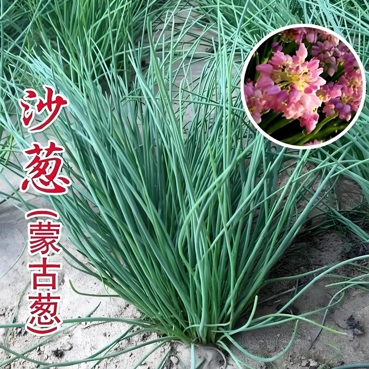 F【沙葱种子】阳台易种盆栽种植商品图
