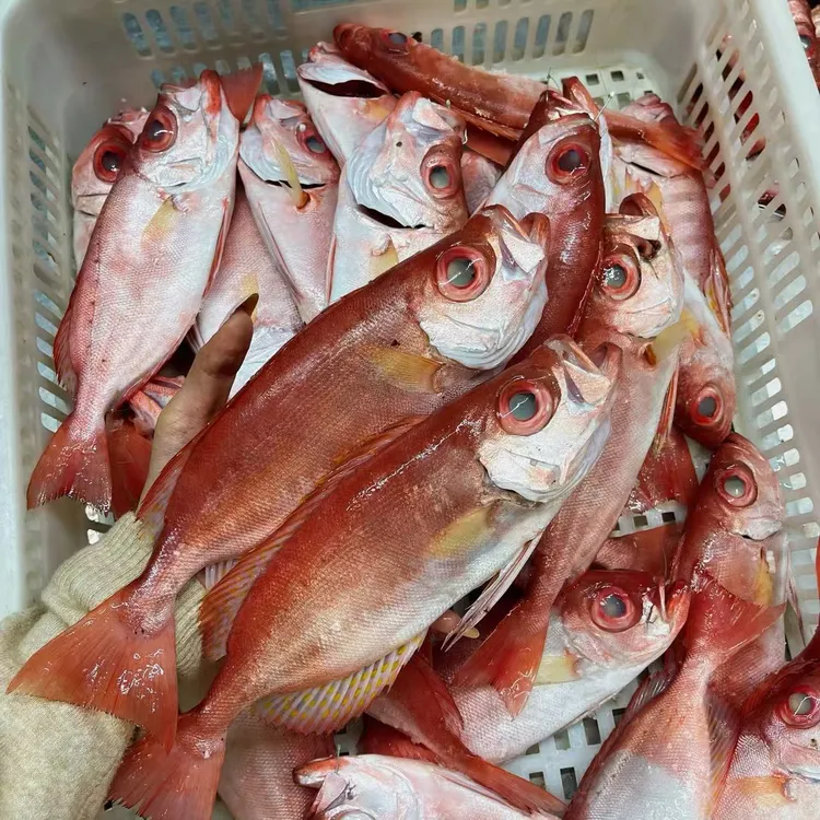 本港海钓特大红目连