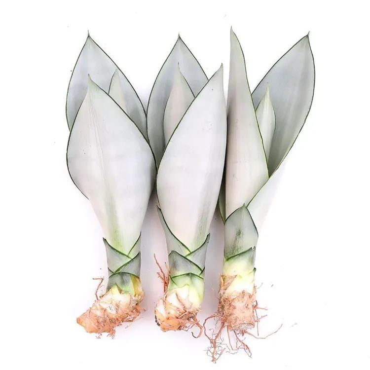 白玉虎皮兰植物室内吸甲醛净化空气盆栽大金边盆景除甲醛绿植花卉