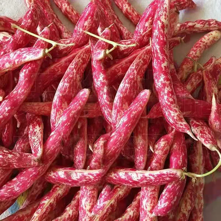 顺丰包邮东北特产红金钩豆角软烂入味豆香味十足面豆当天摘当天发