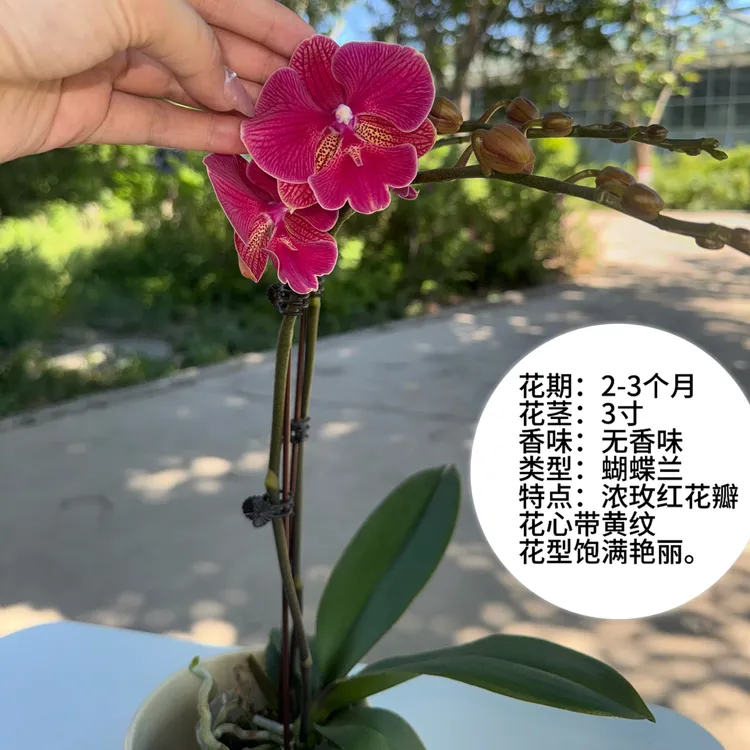 蝴蝶兰【花木兰】艳丽型中大花3寸新疆基地直发