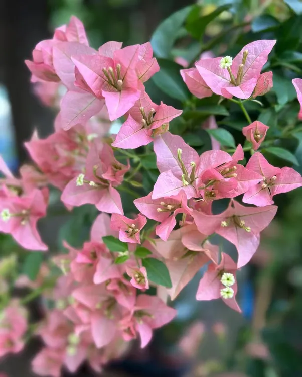 （卡亚塔带花）包对版三角梅原生袋苗花苗福建漳州发货包品种对版