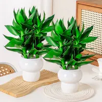 【买一送一】水培观音竹室内绿色植物桌面盆栽 配轻奢树脂花盆