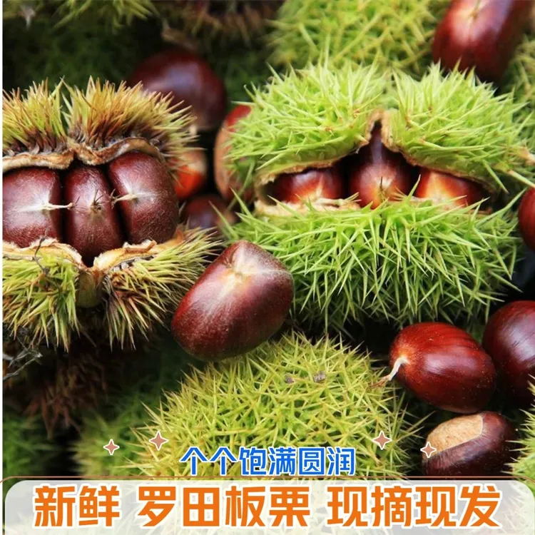 湖北大别山罗田板栗老树新鲜现摘栗子香甜粉糯可生吃炖汤带壳坚果