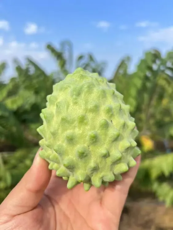 广西凤梨释迦新鲜当季热带水果牛奶释迦果产地现摘顺丰包邮释迦果