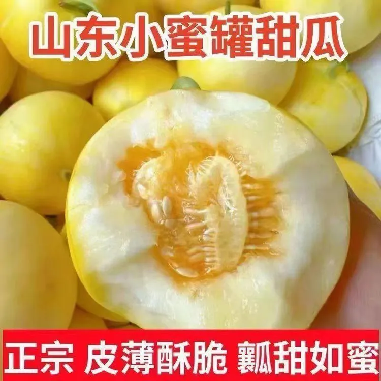 【新鲜现摘】京东包邮头茬小蜜蜂甜瓜当季水果香甜脆口产地直发夏EB