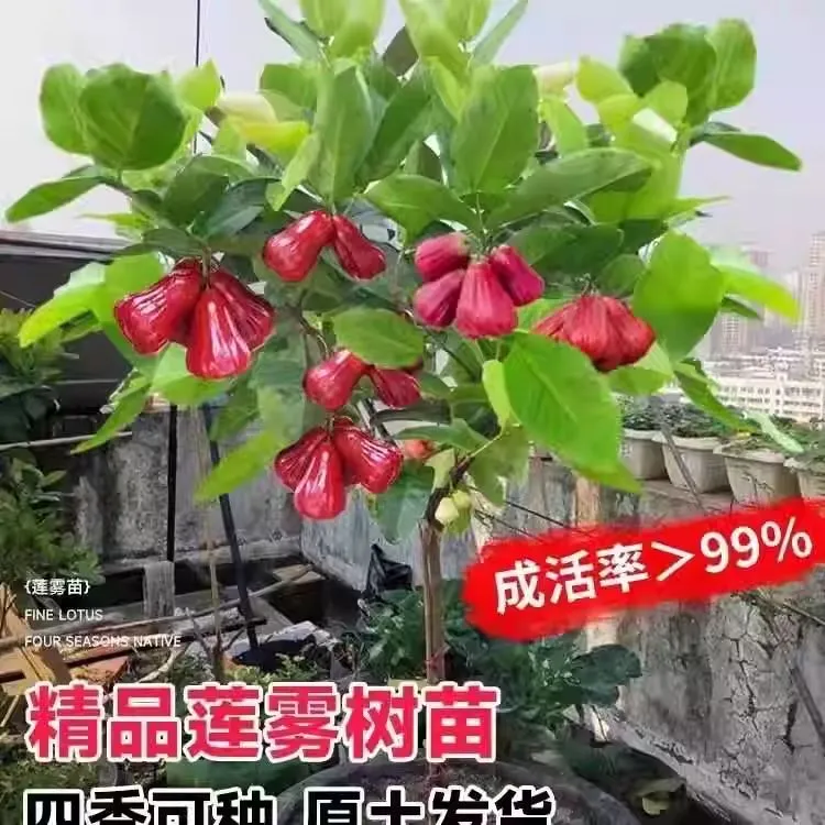 黑金刚莲雾树苗黑糖芭比台湾嫁接四季新品种南方果树庭院地栽带叶