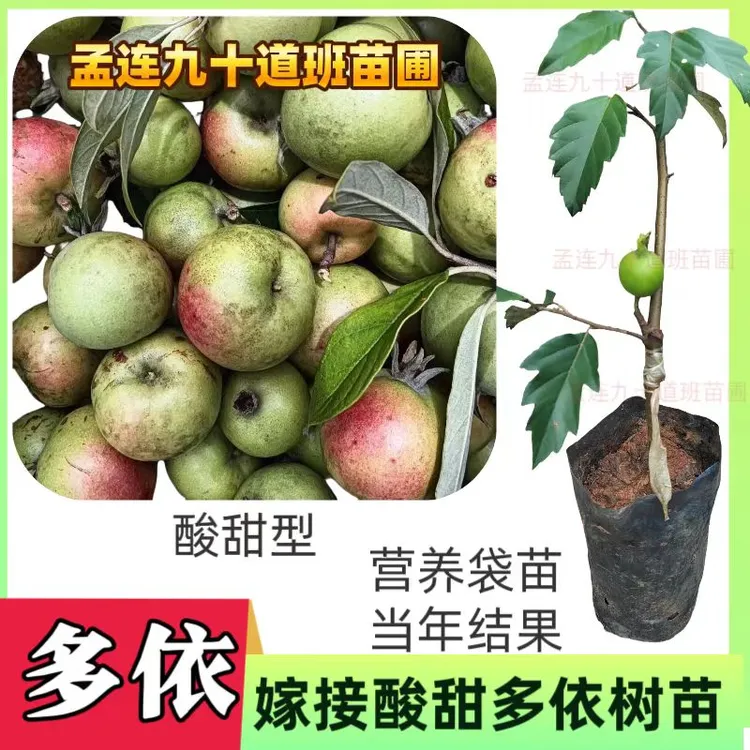 糯扎渡多依树苗酸甜型口感适中盆栽地栽当年结果苗营养杯苗好成活