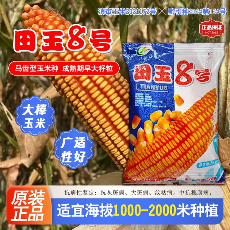 原装正品田玉8号玉米种子大棒深马齿云南贵州苞谷种子