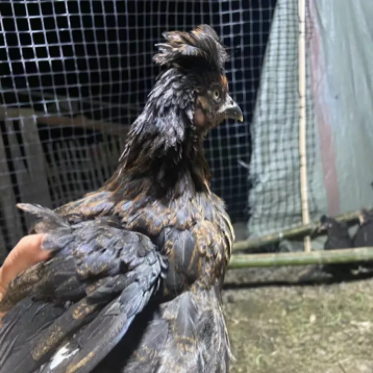 宠物鸡 黑凤头鸡 金银花色顺丰包邮