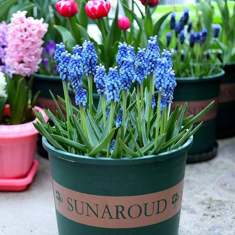 进口葡萄风信子种球水培土培带盆带土耐寒阳台客厅小盆栽四季好养