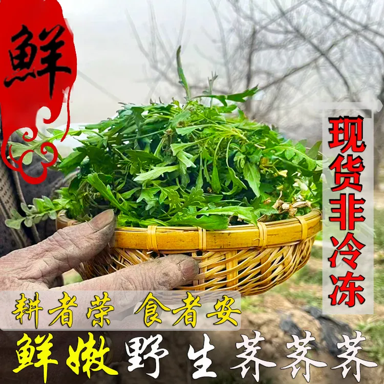 顺丰荠菜新鲜野生荠菜野菜新鲜现挖地菜荠荠菜蔬菜地丁