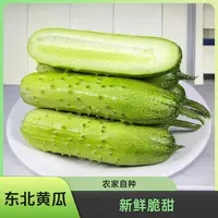 东北吉林梨树小旱黄瓜新鲜采摘清脆清香美味