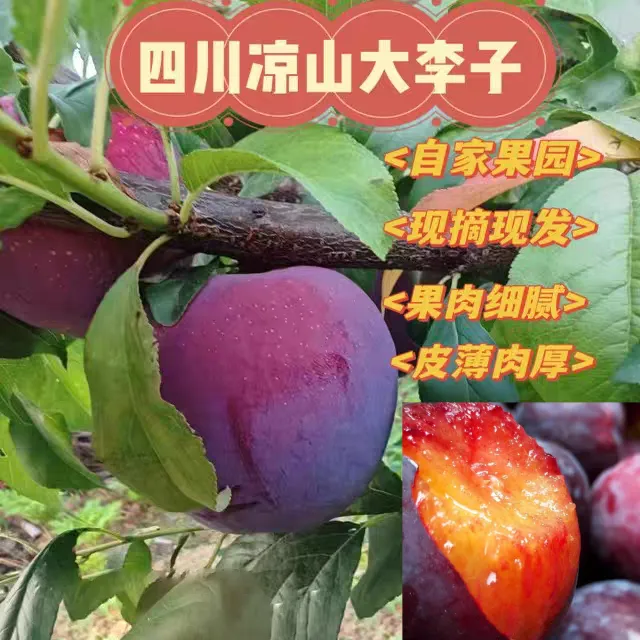 （主播推荐）【顺丰包邮】四川大凉山红宝石黑布林李子新鲜孕妇水果