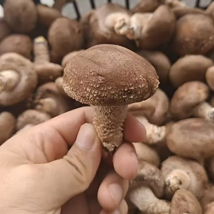 农家新鲜香菇现摘现发煲汤炒肉包饺子包包子现摘新鲜蔬菜花菇蘑菇